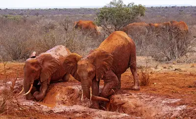 How can I manage the climate during an East Africa trip?