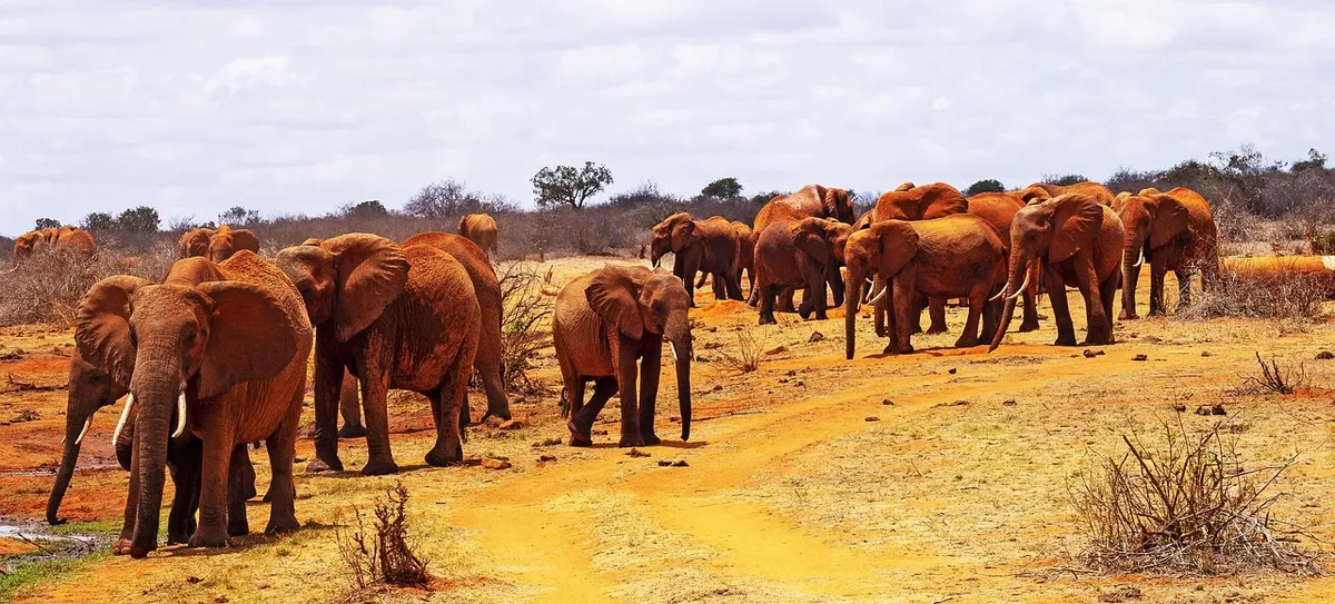africa, kenya, tsavo east, elephants, safari, wilderness, east africa, kenya, kenya, kenya, tsavo east, tsavo east, tsavo east, tsavo east, tsavo east, east afr