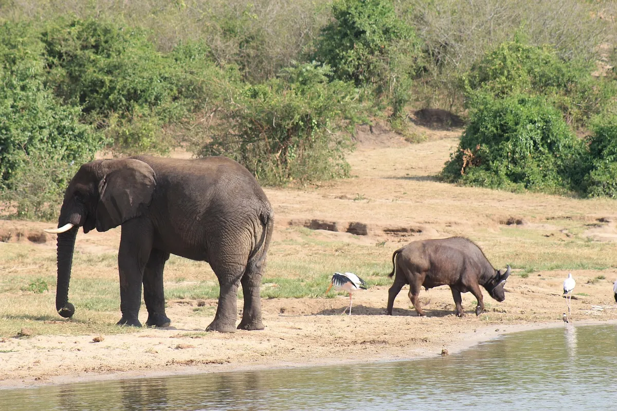 east africa, kenya, safari, elephants, east africa, east africa, east africa, east africa, east africa