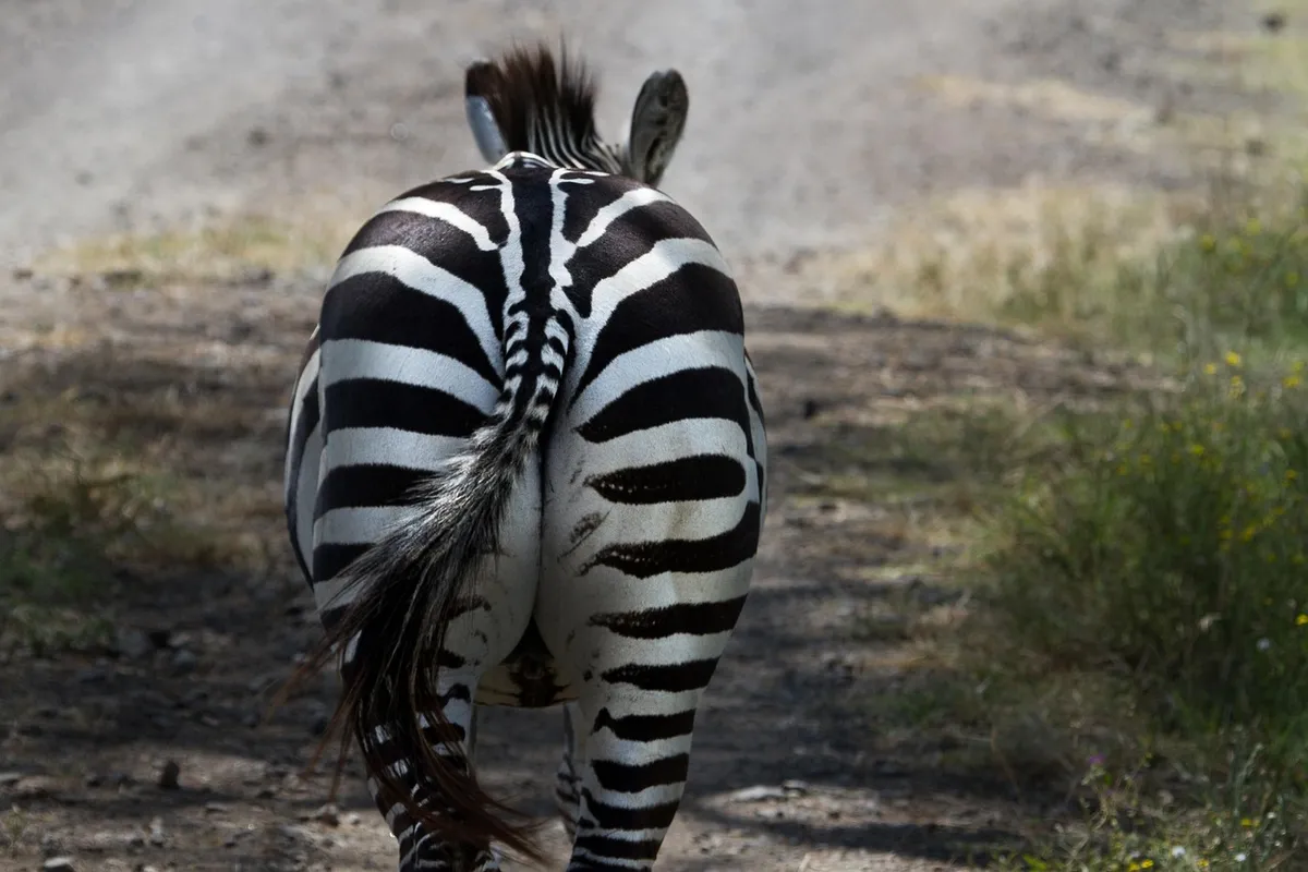 zebra, national park, lake nakuru, africa, kenya, nature, east africa, safari, mammals, plains zebra, animals, vacations, zebra, zebra, zebra, zebra, zebra