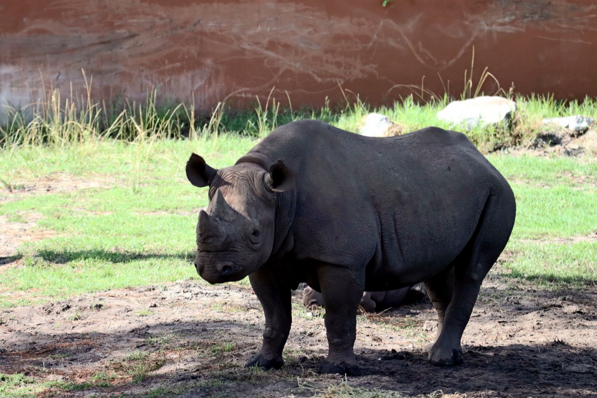 Schwarzer Rhinoceros im Savanna