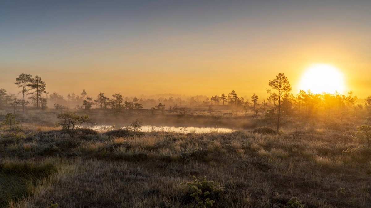 Savanna am Morgen