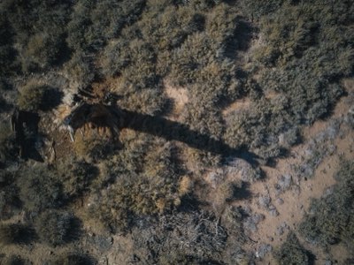 7-Day Kenya Safari: See Migration or See Elephants