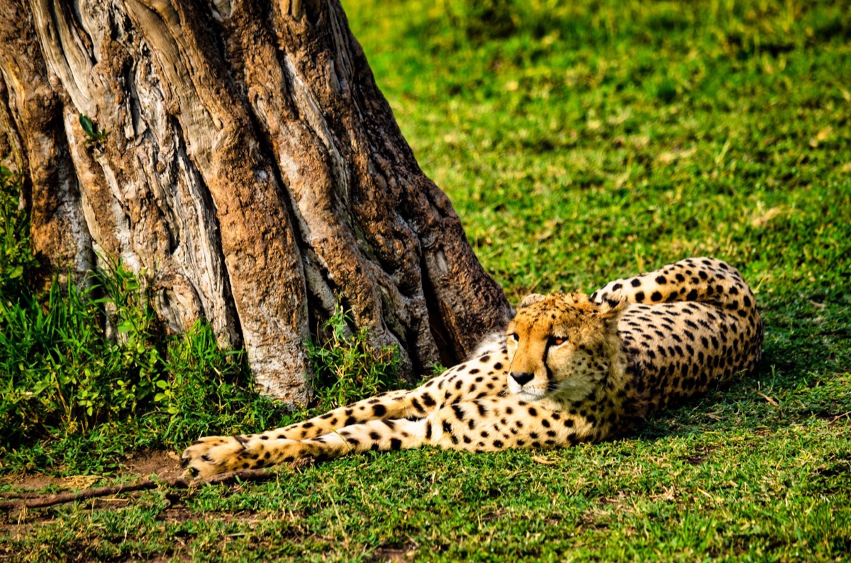 wildlife in kenya savannah