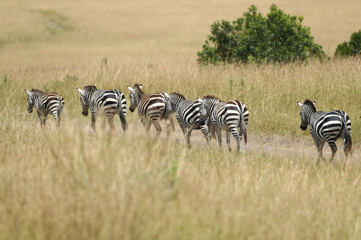 Wildlife Migration in Kenya