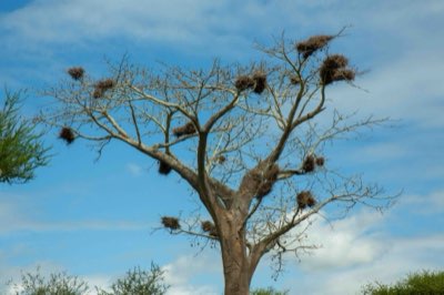 Safari Kenya : 3 mois pour le pic, ou l'entre-saison tranquille