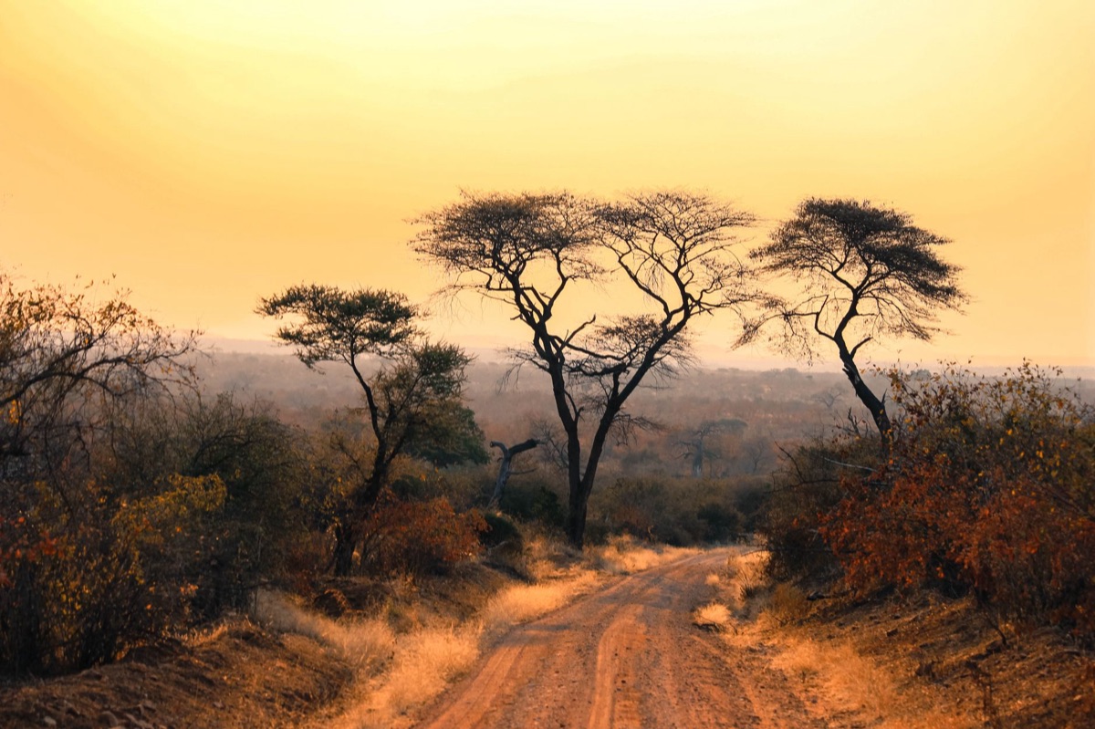 arbre baobab doré dans le savane
