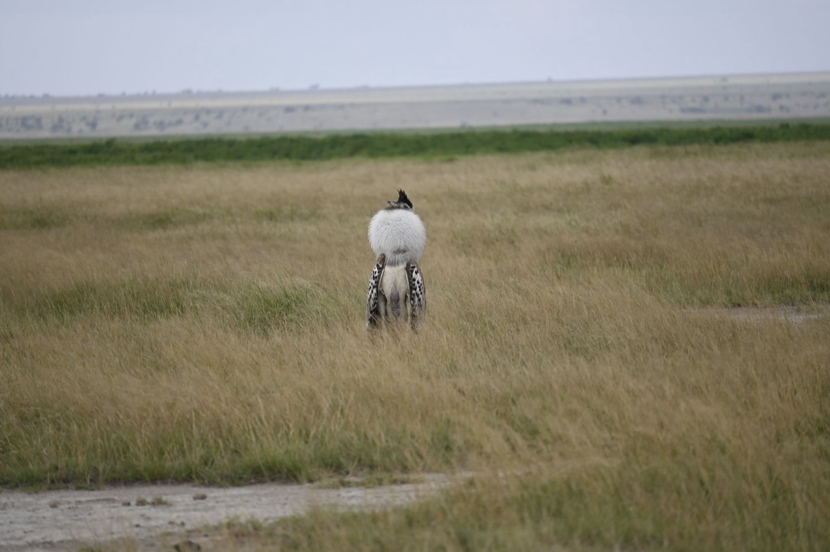 faune dans la savane de Kenya