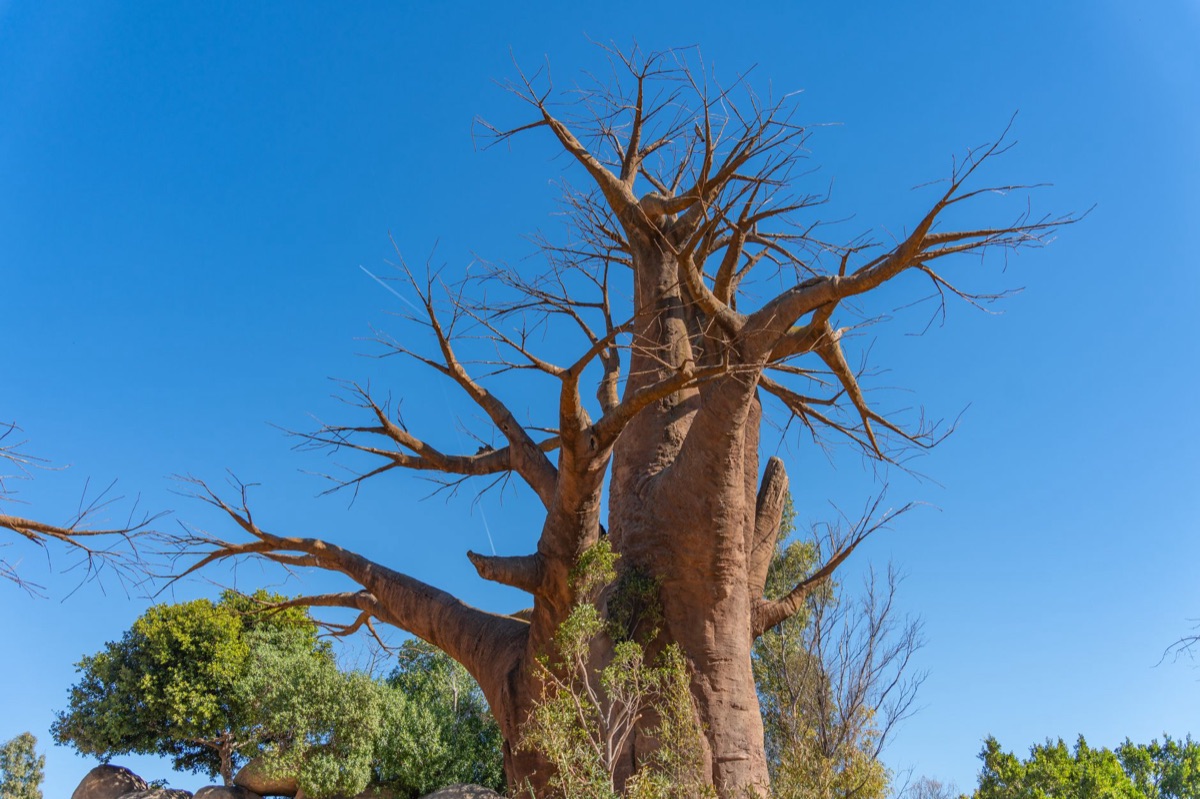 albero baobab d'oro in savanna