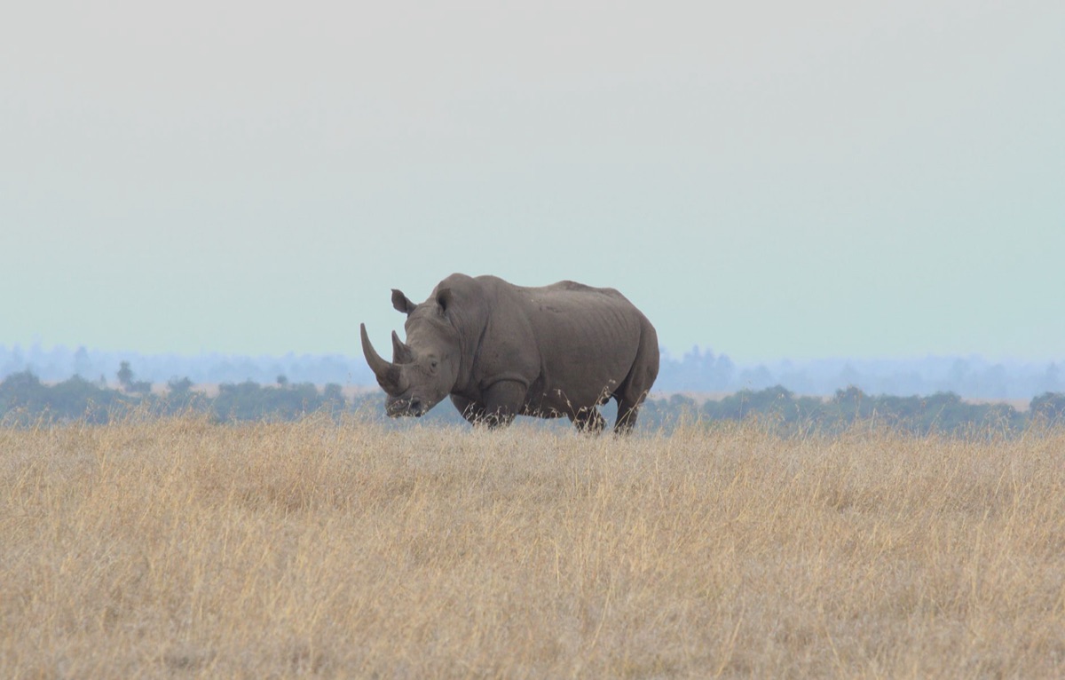 wildlife in savanna kenya