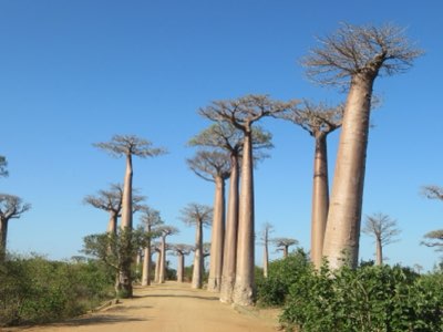 Kenia Safari: Grote Migratie bereikt hoogtepunt juli-oktober