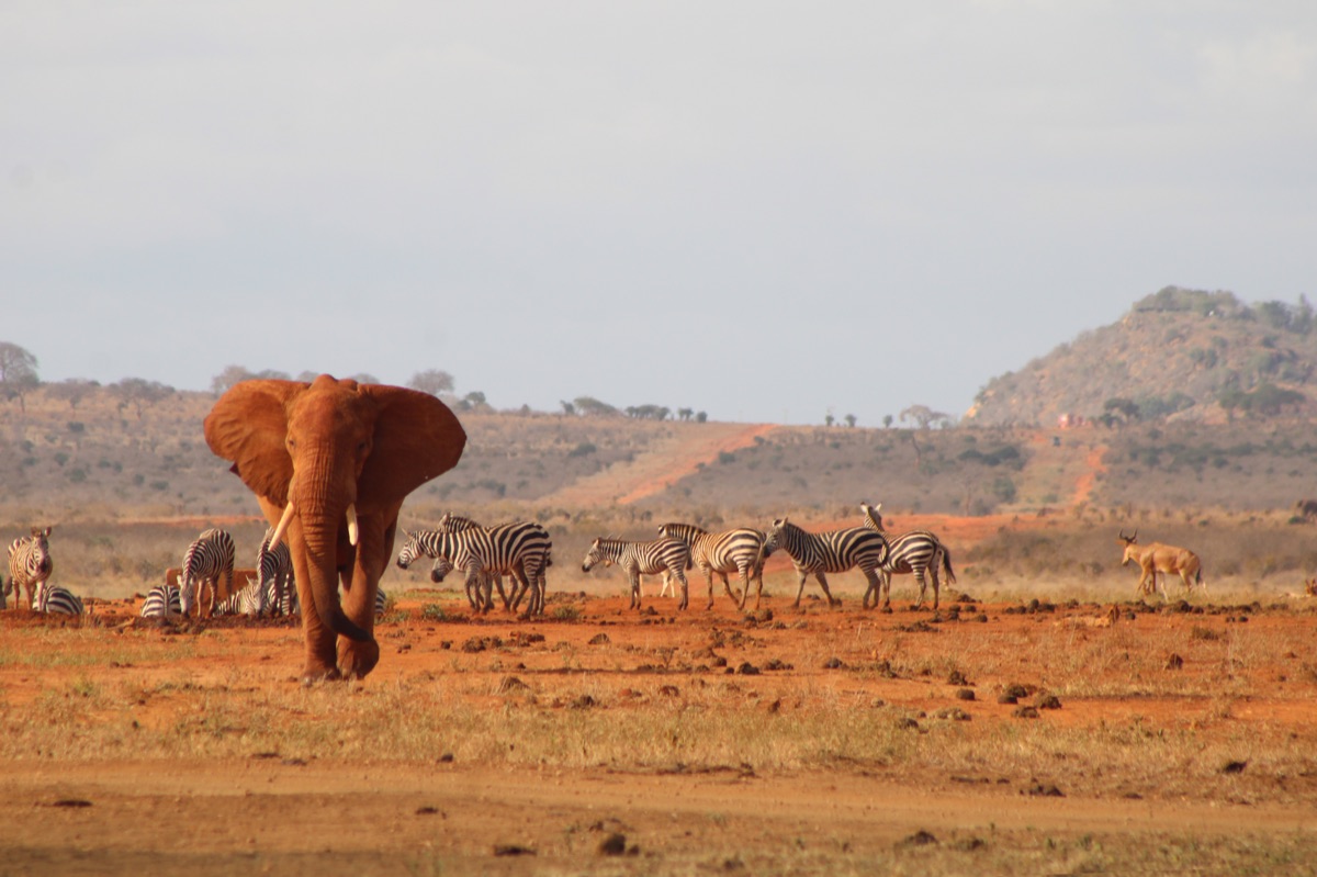 Wildlife in Kenya savannah