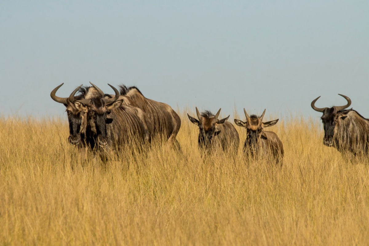 Água e areia do savana kenyano