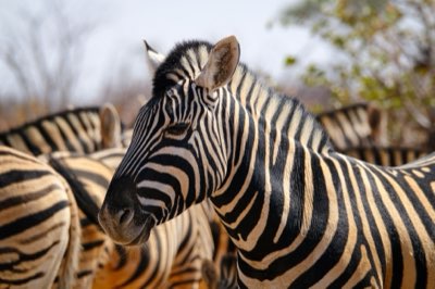 Safari-Erfolg: Die Wanderung von Januar bis Dezember planen
