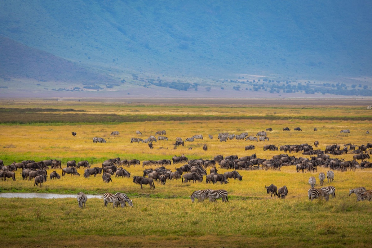 Serengeti Migration Path Map