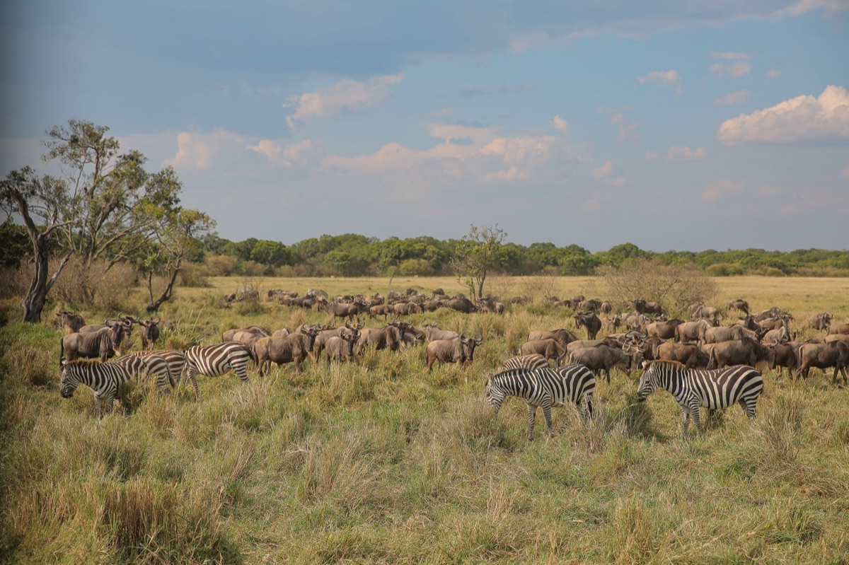 Serengeti Migration Observation Point