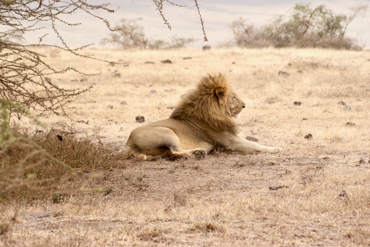 Big Five animals in Serengeti National Park during the migration season