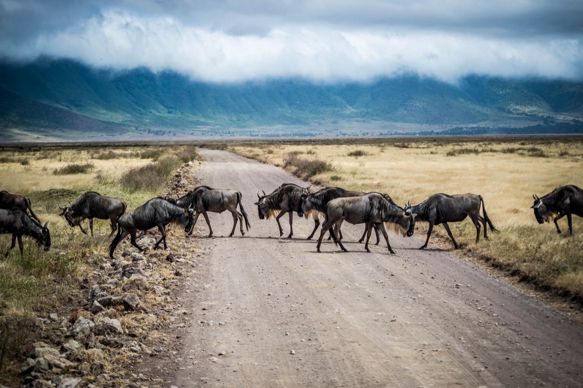 Serengeti migration path with a focus on the seasonal movement of the wildlife