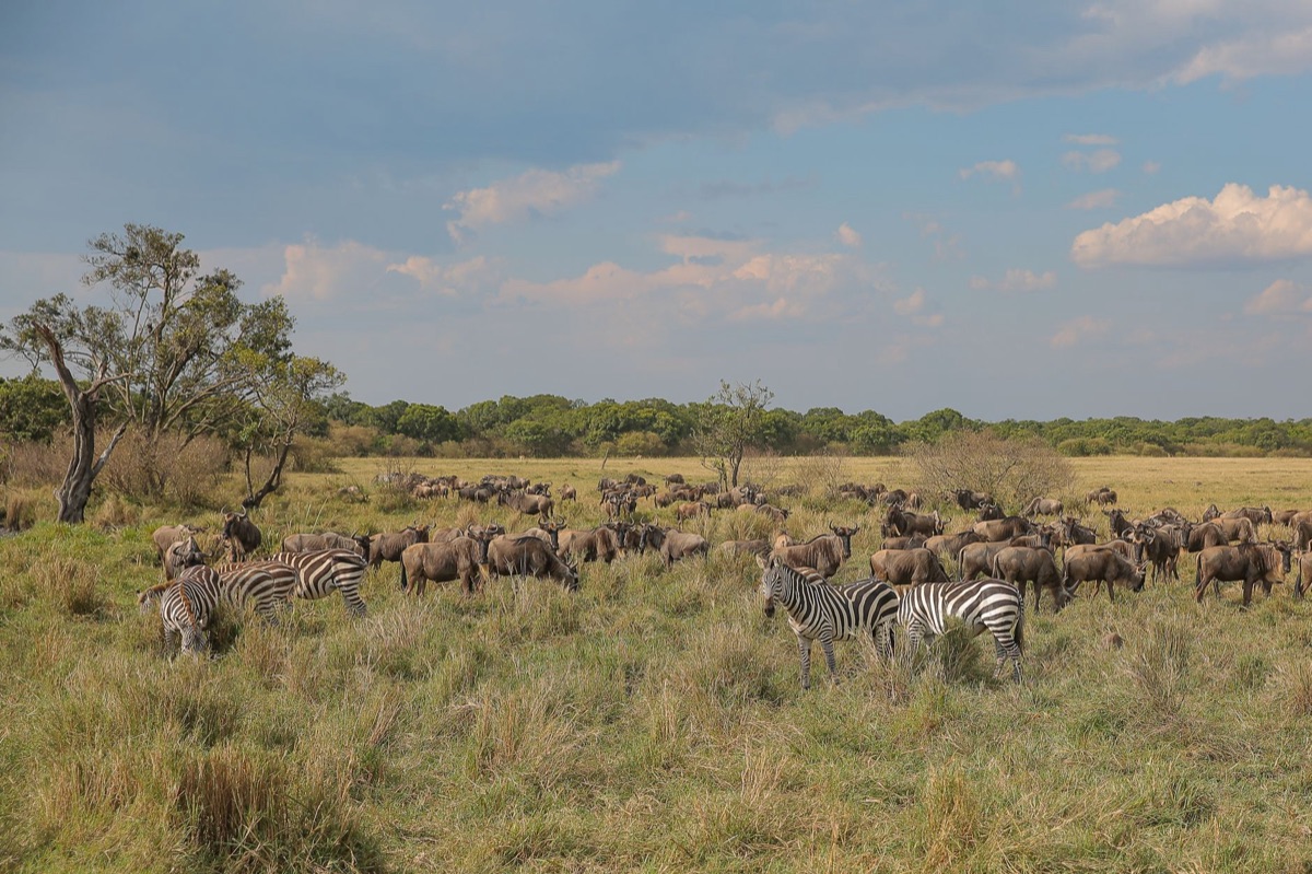 Serengeti migration observation point