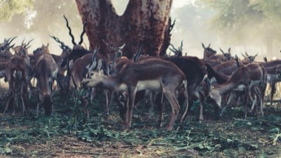 Migration : Le rôle de la pluie dans le cycle annuel du Serengeti