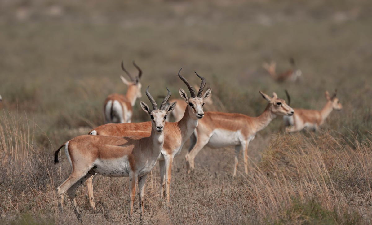 Une troupe de gazelle à l'aube