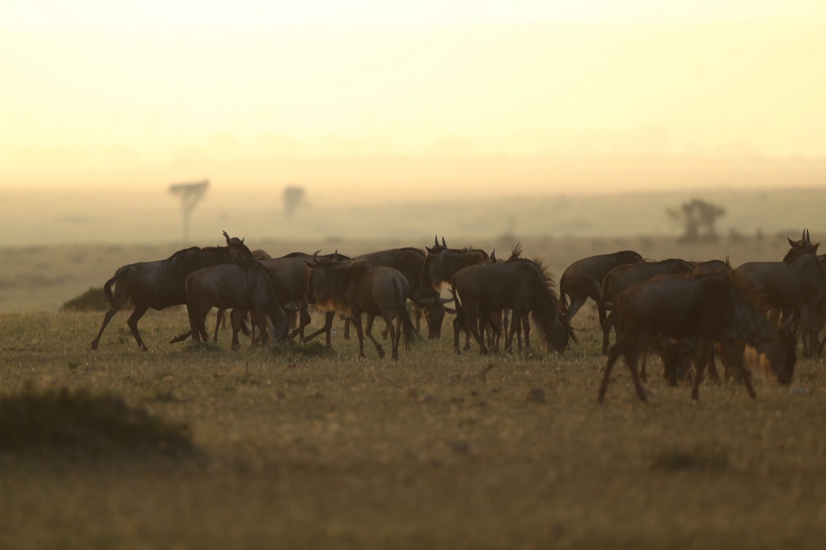 Une piste de migration au Serengeti