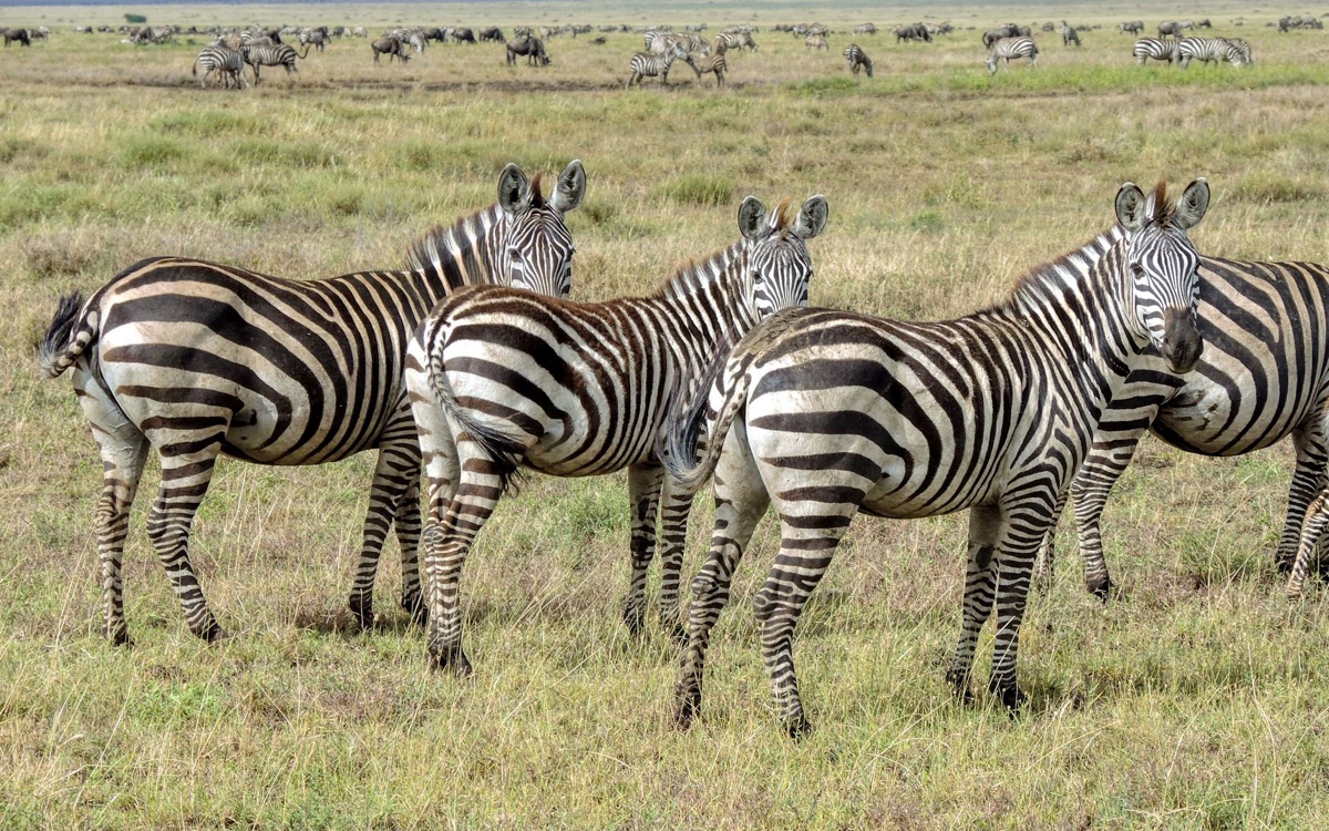 stampa di un branco di zebre in un savanna