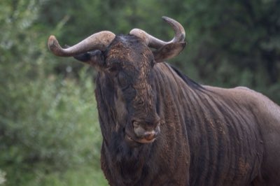 Grote Migratie Serengeti: De Cyclus van Leven en Landschap
