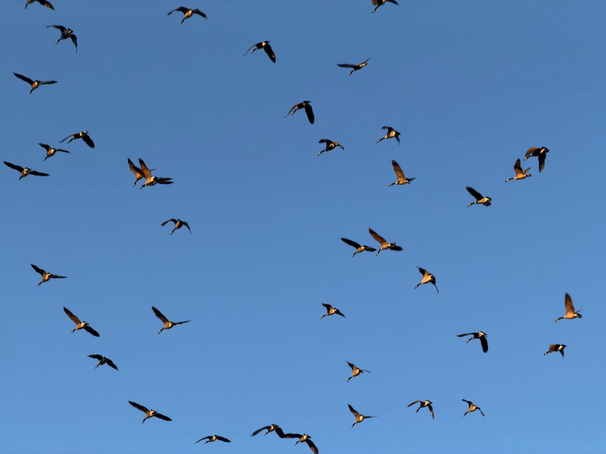 Kaart van de grote verhuizing van het natuurbewaard gebied