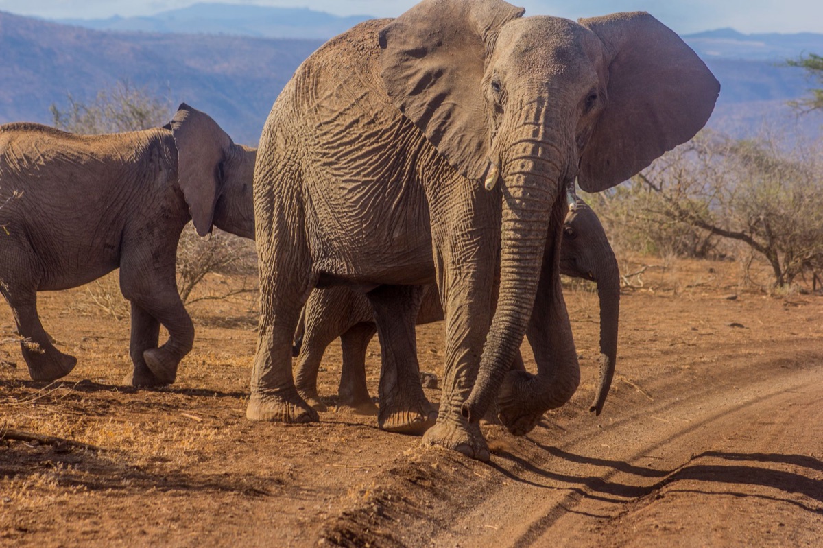 elefante em rios secos