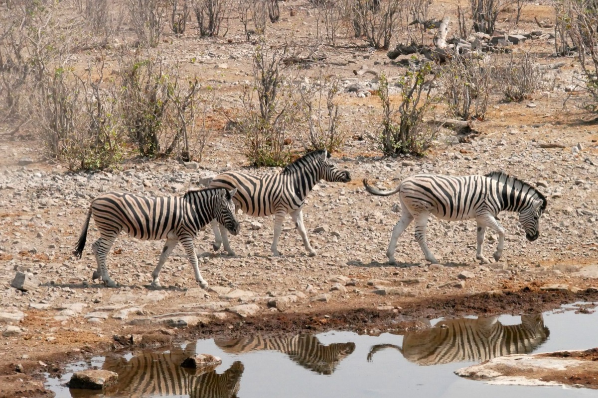 zebra em migração noturna