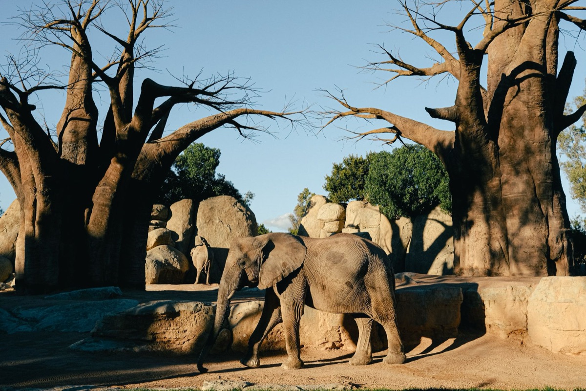 Elefant im Savanna