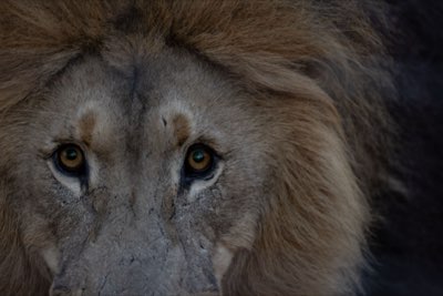 Big Five Safari Guide: Tracking Lions, Rhinos, and Elephants