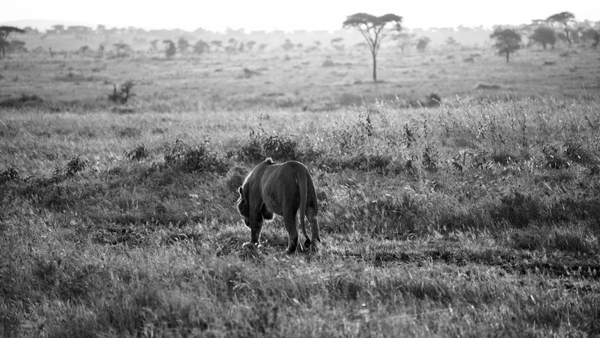 lion in savanna landscape