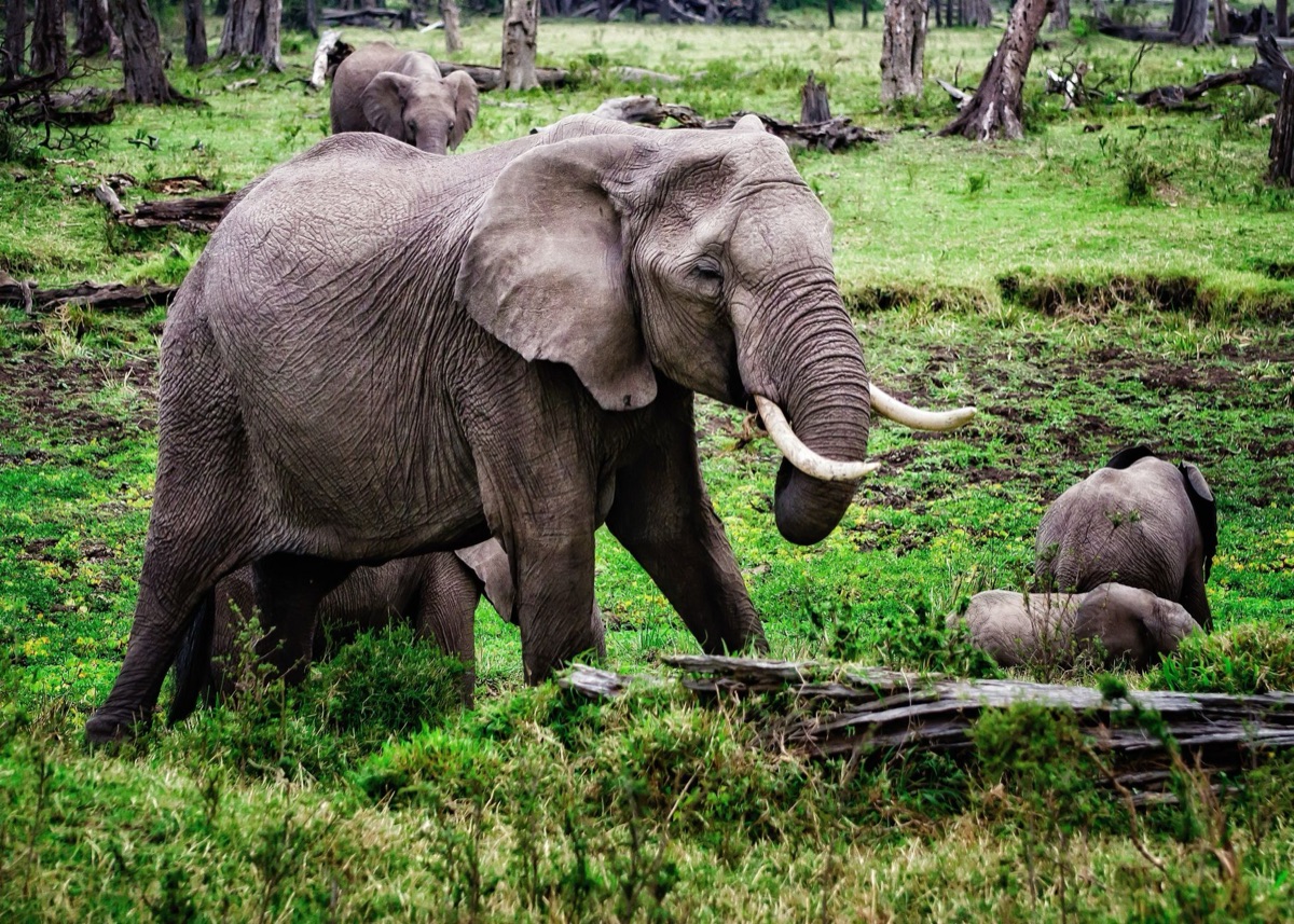 elephant in forest habitat