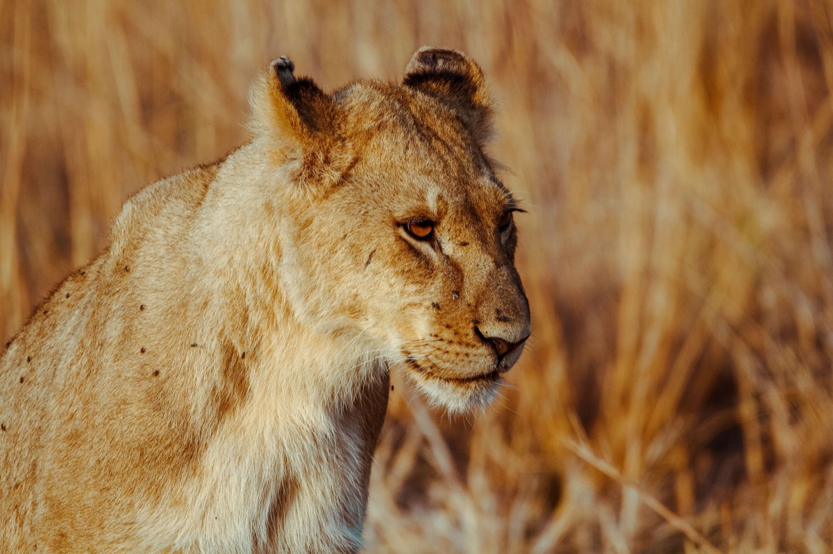 león en savana