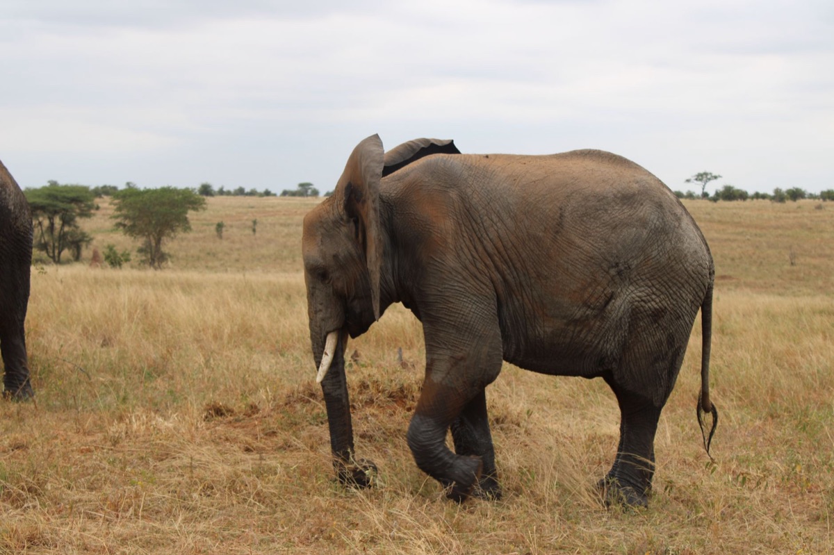 elefante en pradera