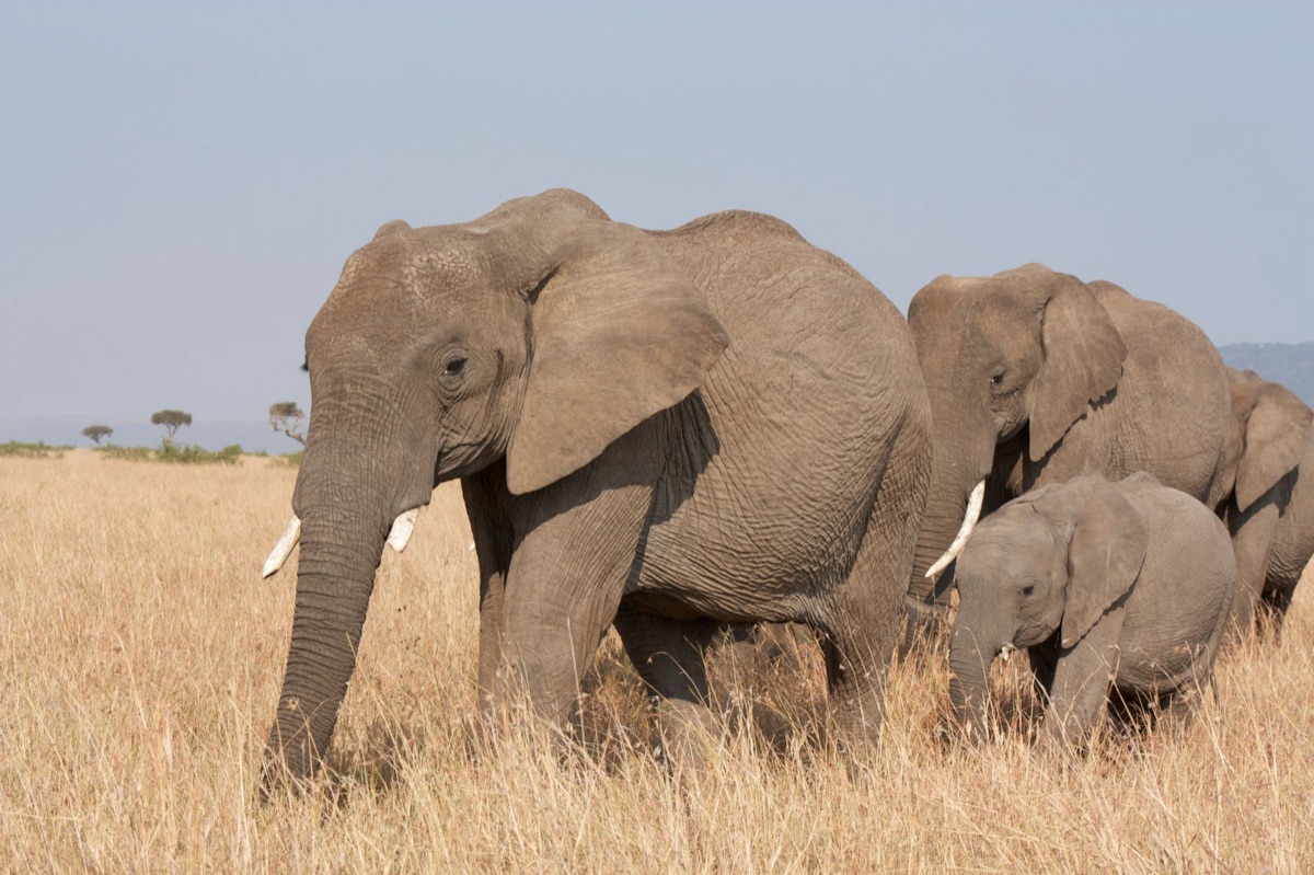 Éléphant en pleine nature