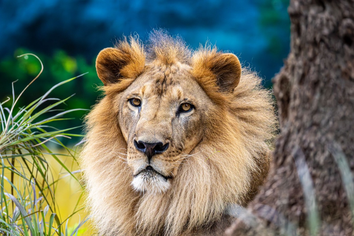 Lion en pleine nature
