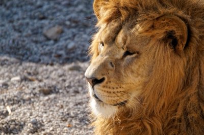 Big Five: massimizzare gli avvistamenti con la strategia giusta