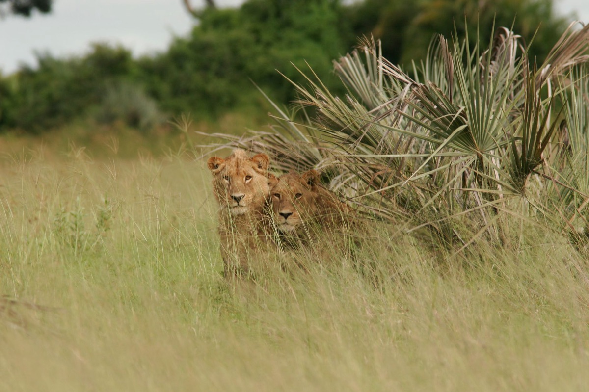 leone in savanna