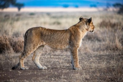 ビッグ5遭遇率最大化の鍵は乾季の水場戦略にある完全ガイド