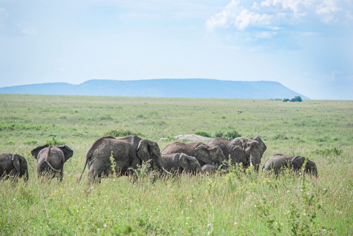 Elefanten in het savanna