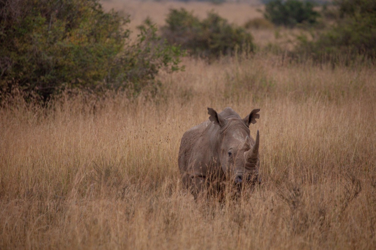 Black Rhino in het grasland