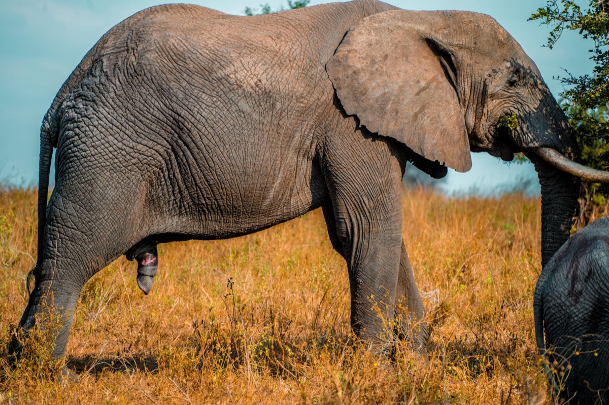 elefante em savana