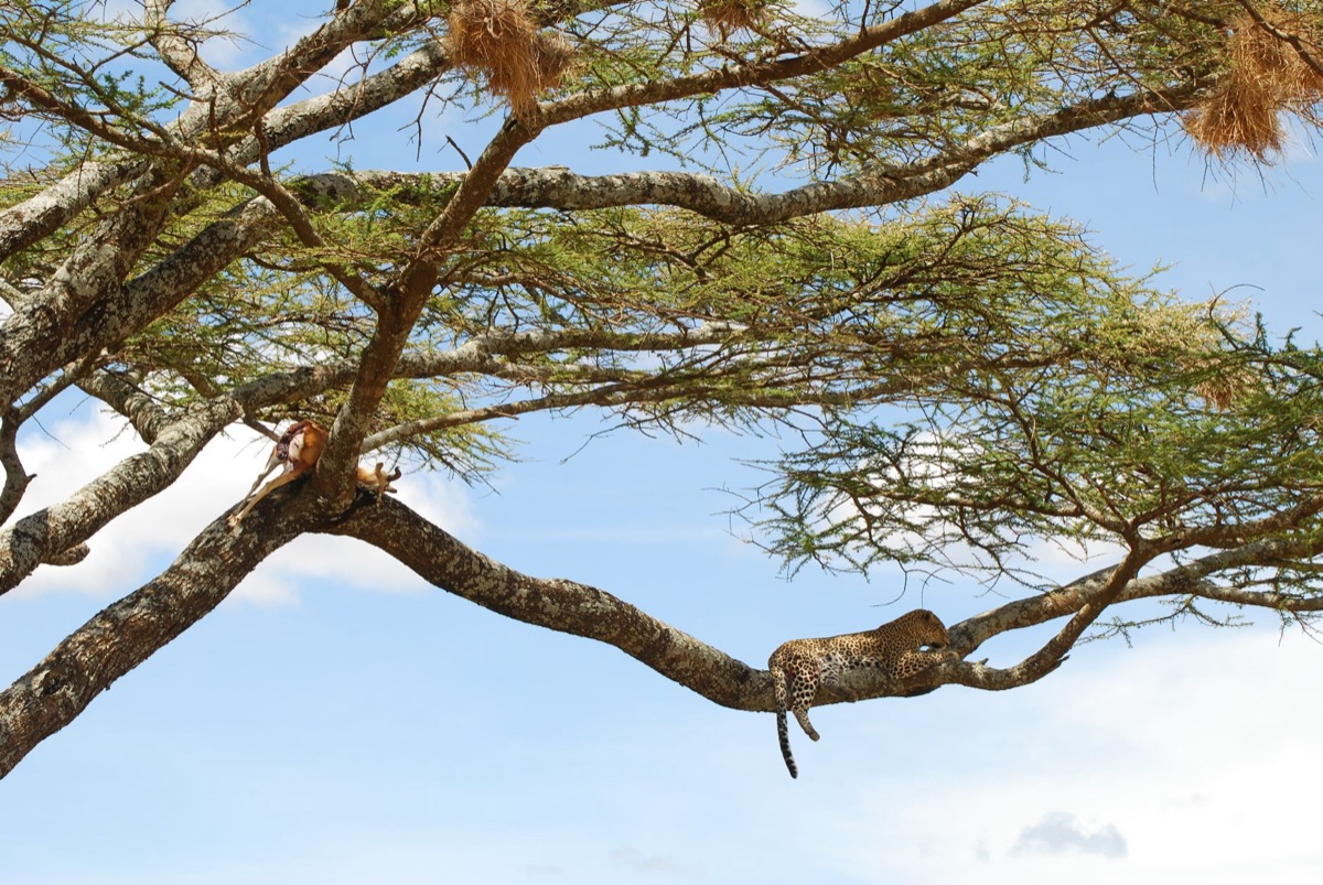 Felsen im Serengeti Nationalpark