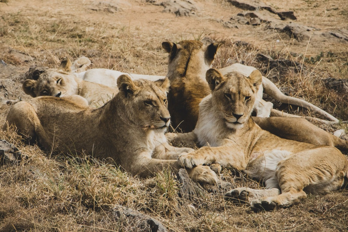 Wüste im Serengeti Nationalpark