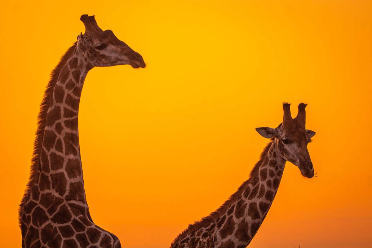 Serengeti savanna at dawn with golden light highlighting the terrain