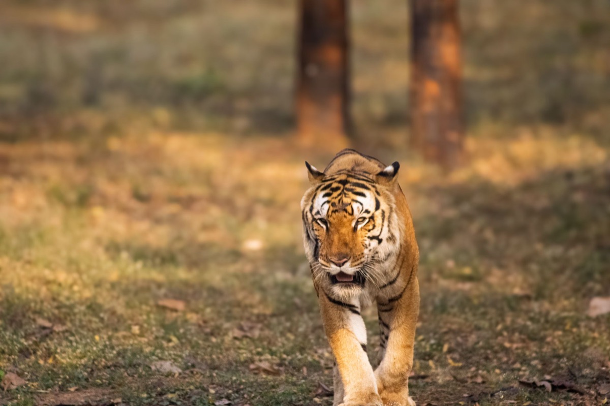 Animales en parque nacional