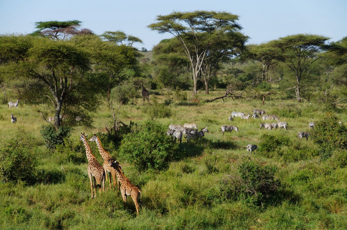 Tanzania national park landscape